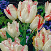 Hectarul - Bulbi de lalea Toucan, 5 bulbi